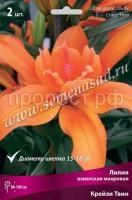 Лилия Азиатская махровая Крейзи Твин (14-16) 2 шт 736096