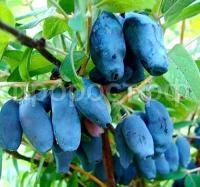 жимолость бакчарская жимолость бакчарская