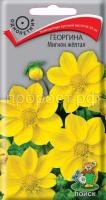 Георгина Мигнон жёлтая Георгина Мигнон жёлтая