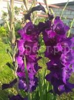 Без названия (1) Без названия (1)