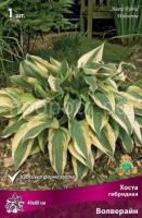 Хоста гибридная Волверайн