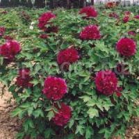 цветы дракона