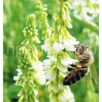 Донник белый двухлетний