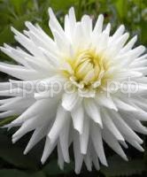 Без названия (1) Без названия (1)