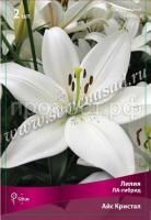 Лилия ЛА-Гибрид Айс Кристал (14-16) 2 шт 340010
