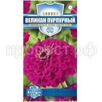 великан пурпурн великан пурпурн