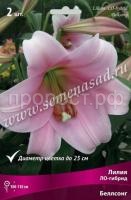 Лилия ЛО-Гибрид Беллсонг (14-16) 2 шт 736184