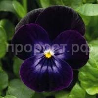 Без названия (1)