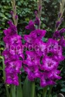 q6u2o5i4ou37bc51bimxmibldjiur837 q6u2o5i4ou37bc51bimxmibldjiur837