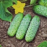 С126566_1 С126566_1