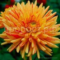 Без названия (1) Без названия (1)