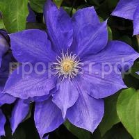 Clematis_H.F._Young