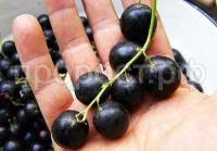 смородина черная ядреная смородина черная ядреная