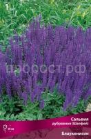 salvia_dubrav_blaukenigin_kaper salvia_dubrav_blaukenigin_kaper