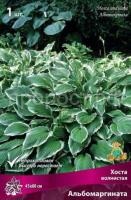 Хоста волнистая Альбомаргината