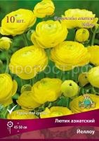 lutik_asia_yellow_kaper