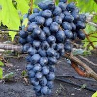 Без названия (1) Без названия (1)