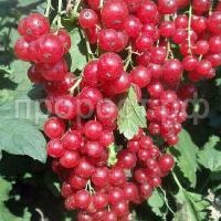 смородина красная уральская красавица смородина красная уральская красавица