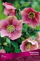 Морозник восточный Морозник восточный