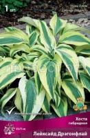 Хоста гибридная Лейксайд Дрэгонфлай