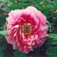 розовый лотос