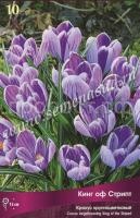 Крокус Кинг оф Стрипт