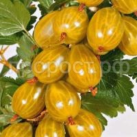 крыжовник русский желтый крыжовник русский желтый