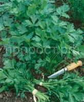 petrushka-universalnaya-bogatyr-bolshoy-paket_221631619421