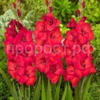 Без названия (1) Без названия (1)