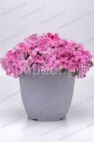 Без названия Без названия