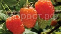 малина абрикосовая малина абрикосовая