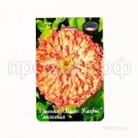 Цинния Вальс Каприс лососевая 201 Каприс Цинния Вальс Каприс лососевая 201 Каприс