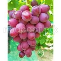 Без названия (1) Без названия (1)