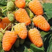 57f504f3562de06607cf4a4ce8d35732 57f504f3562de06607cf4a4ce8d35732