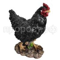 курица черн курица черн