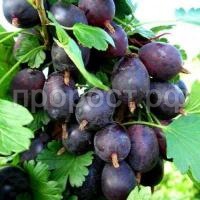 крыжовник черный (1) крыжовник черный (1)
