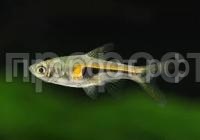 Без названия