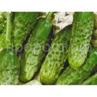 Огурец Амур F1 250шт Огурец Амур F1 250шт