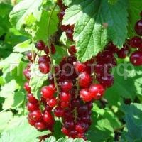 смородина красная щедрая смородина красная щедрая