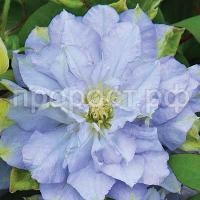 Clematis_Diamond_Ball