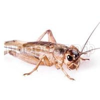 Насекомое Сверчок домовой средний (от 1см до 1,5см) Насекомое Сверчок домовой средний (от 1см до 1,5см)