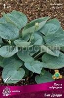 Хоста гибридная Биг Дэдди Хоста гибридная Биг Дэдди