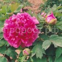 гигант из химозы