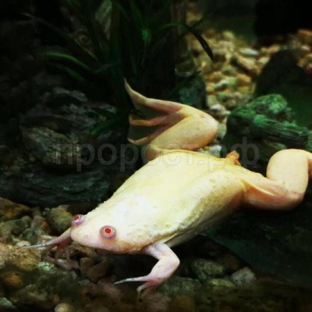 Квакша австралийская голубая S