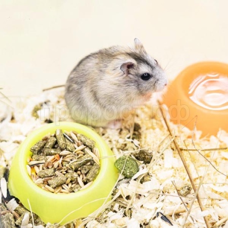 Хомяк джунгарский Хомяк джунгарский