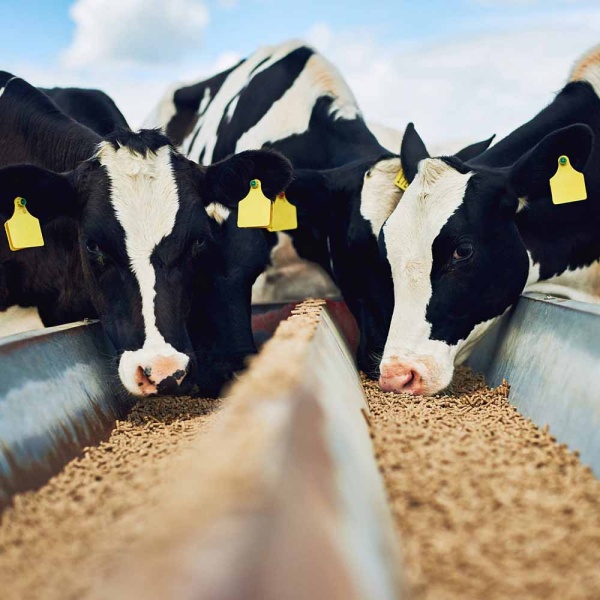 ЗЦМ ПРОРОСТ 16% 2кг ЗЦМ ПРОРОСТ 16% 2кг