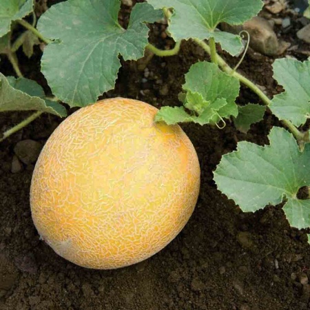 Дыня Колхозница 749/753 1г