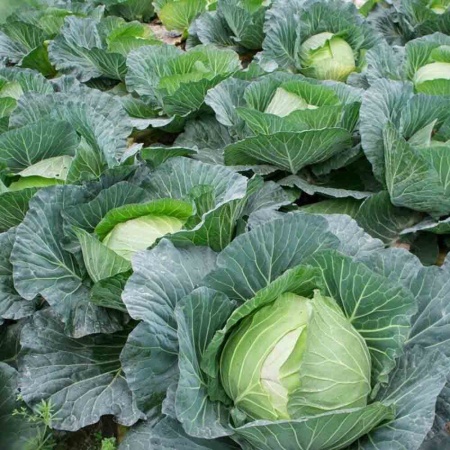 PROROST Капуста белокочанная Харьковская зимняя 1г