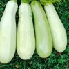 Кабачок Белоплодные 500г