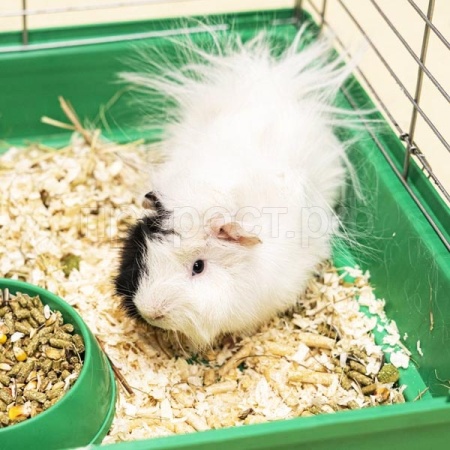 Морская свинка Морская свинка